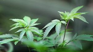 Testing could stall access to medical marijuana in Ohio