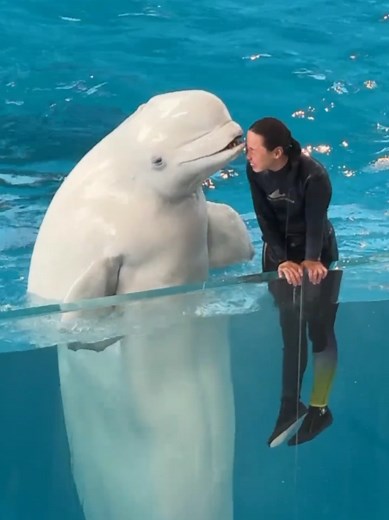 Dolphins so cute😍 #dolphin #dolphins #thucung #thucungvuinhon #dolphinchallenge