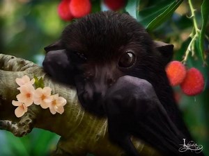 Baby Bats and Buddies of Australia on Reels