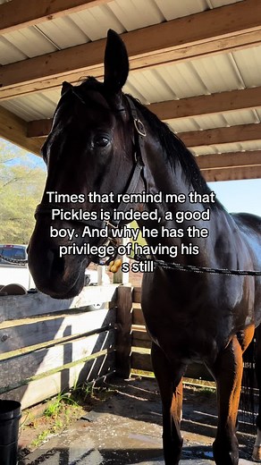 Benefits of Horse Privilege: Understanding the Privileges of Equine Behavior