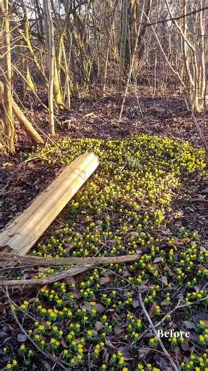Garden Makeover Begins: Transforming Neglected Spaces into New