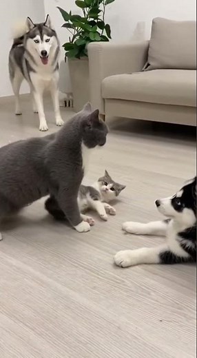 Kitten vs Puppy Battle 🐱🐶 — Cat Mom Joins the Fight to Defend Her Baby! 😂🔥