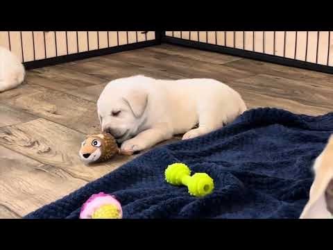 REPLAY - Playing & Cuddling with 8 Adorable Yellow Lab Puppies #puppy #labrador