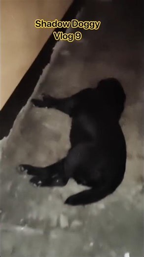 shadow doggy #short doggy vlog video/