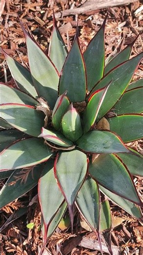 🪴Blue Glow Agave | Tips #blueglow #shorts #agave #plants #flowers #garden #nature #tips