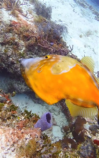A favorite reef find in Cozumel: the white-spotted filefish, calmly drifting by with polka-dot perfection and zero rush. #whitespottedfilefish #filefish #mexicandiver #cozumelmexico #scubadiving #reefs | Mexicandiver Cozumel