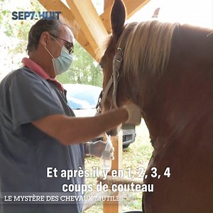 Mutilés, éborgnés ou lacérés à coups de couteau : une cinquantaine de chevaux ont été tués ou grièvement blessés ces 6 derniers mois dans toute la France. Les propriétaires de chevaux, traumatisés, s’organisent pour contrer ces mystérieux agresseurs. Une enquête est actuellement en cours. ⏩ https://bit.ly/35d9D7H | Sept à Huit