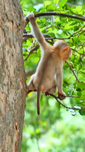 monkey_fall_from_the_tree | Monkey Angkor