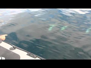 Humpbacks Chase Killer Whales Right Under Our Boat, 8/24/2014