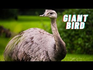 Ostrich: Description, Behavior, Habitat, Food, & Facts