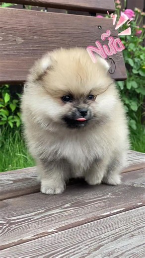 Ai mà không bị bà già chủi 😤😤😤 #dog #tapdoanpet