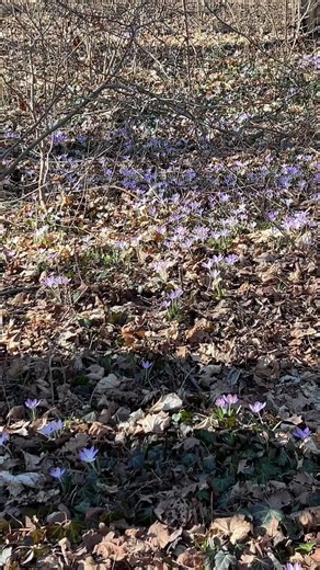 Exploring the Healing Power of Homeopathy and Fungi