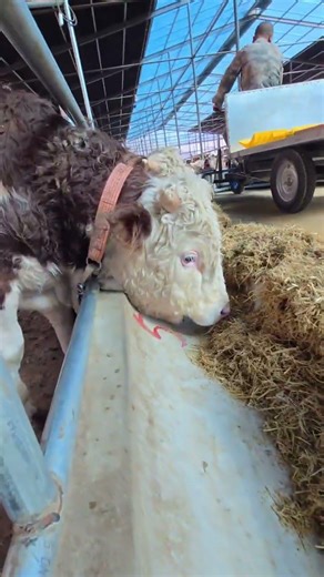 #Cattle breeder#Breeding technology exchange#The daily life of raising cattle#It is no
