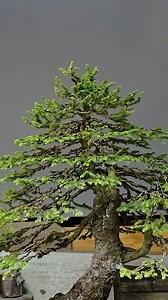 Big Bertha Bonsai gets a total reset and fresh start