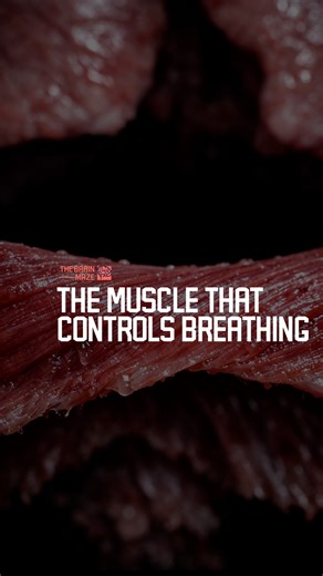 The Muscle That Controls Breathing - An in-depth look at the human diaphragm, the primary muscle of respiration, showing how its controlled movement separates the chest and abdominal cavities and quietly powers every breath throughout life. | The Brain Maze
