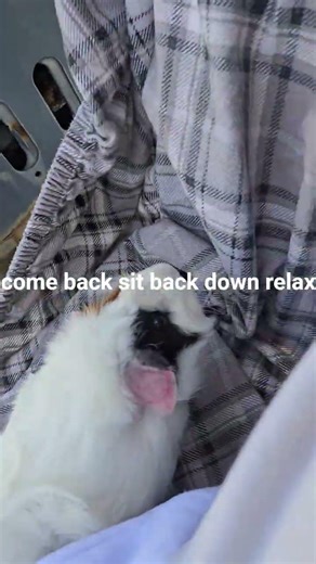 Training Princess to be a dog. 😄😄 #tigerandprincess #guineapig