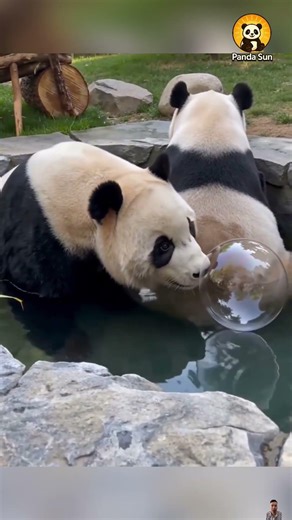 Two pandas are hilarious together판다 두 마리 조합이 너무 웃겨요 #둥이 #funny #cute #animals #nature #panda
