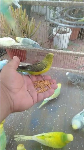 🌸 Hobby Bird Care – Fun with Beautiful Budgies #BudgieCare #Fun