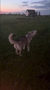 Husky gets upset when neighbours are out at 10:30 PM 😅🤫