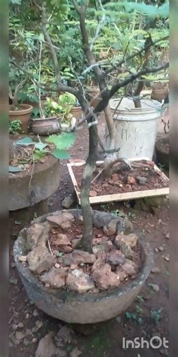 ബോൺസായ് BONSAI #shortvideo #nature #VK GARDAN'S
