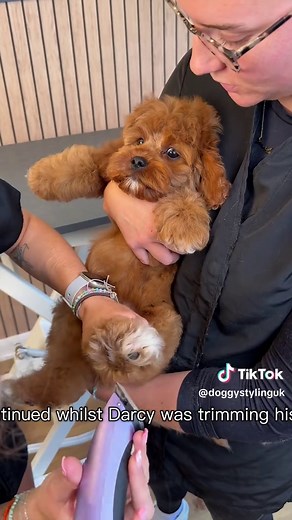 Toffee the Cavapoo's Adventures in Doggy Daily Episode 524