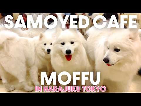 ［vlog]Relaxed at the samoyed cafe in Japan ! : Dog cafe “moffu” Harjuku