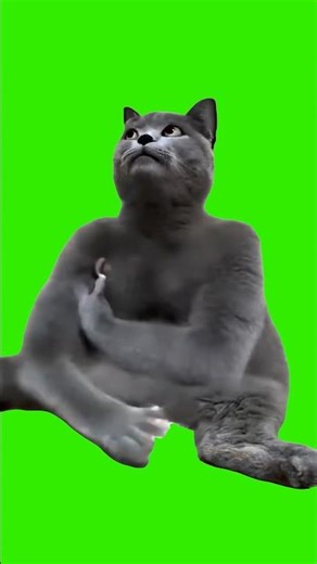 AI Cat Slapping Himself 👋 Cat Slaps Himself (GREEN SCREEN TEMPLATE)