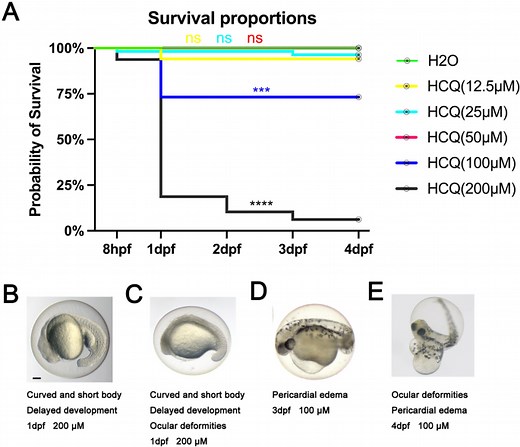 Toxicology evaluation of overdose hydroxychloroquine on zebrafish (Danio rerio) embryos - Scientific Reports