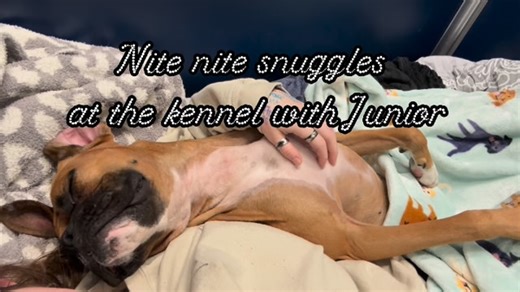 Adopt A Boxer Rescue on Instagram: "How Junior sleeps with his favorite girl at @ht_hicksville while he waits for a home to chose him🌙☁️✨ Justin loves other dogs, treats, playing, going on walks, and being just the best little 10 month old Boxer boy. He is also a 10/10 snuggler. He is everything you could want in a best friend, and more💕 #sweetdreams #boxerlove #boxerrescue #rescuedismyfavouritebreed #rescuesofinstagram #ilovemydog #adoptables #boxersoninstagram #instacute #aabrj