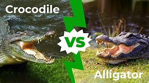 Alligator vs Crocodile: Key Differences and Who Would Win in a Fight
