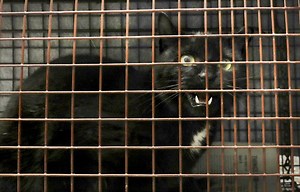Killers, not cuddlers, Seattle feral cats find new lives as mousers in industrial shops