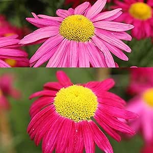 Painted Daisy - Pyrethrum - Robinson's Mix - .25 Oz ~3,000 Seeds - Tanacetum coccineum - Flower Garden Seeds - Perennial