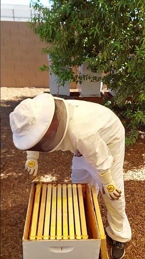True local ARIZONA honey from Arizona. lots of imported honey & not single source honeys in Arizona!