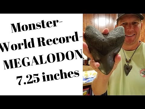 Largest MEGALODON shark tooth 7+ INCHES huge - part 3 of 4