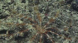 3.7K views · 264 reactions | Sea lilies and feather stars, properly...