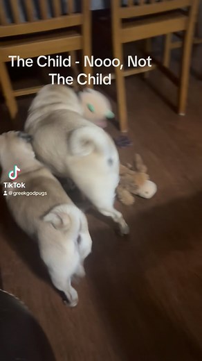 When the pug named “The Child” gets the stuffy of “The Child”😳😳 | Greek God Pugs