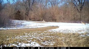 637K views · 7.2K reactions | More coyote calls. STEWARDSUMRR.ORG trail cam project | Stewards of the Upper Mississippi River Refuge | Facebook