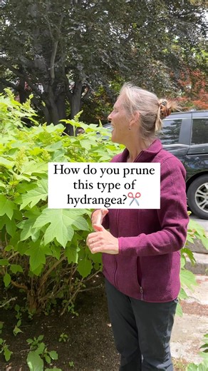 44K views · 445 reactions | I think oakleaf hydrangeas (Hydrangea...