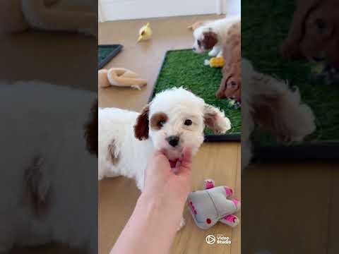 Golden Valley Cavapoo Puppies at 8 Weeks