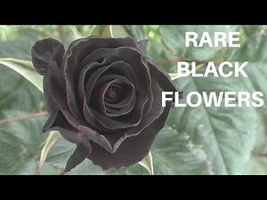 10 MOST BEAUTIFUL BLACK FLOWERS YOU WON'T BELIEVE EXIST