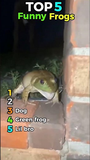 Top 5 Yelling Frogs That Sound Absolutely INSANE 🐸🔊#top5 #frogs #animalsounds #viralanimals