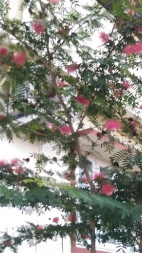 Plant of Red Powder Puff