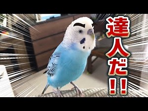 【お喋り】うんちの達人になった話。言えてないVer. セキセイインコ・うめ