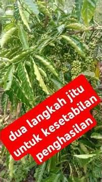penyetekan dan sulaman