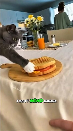 Cat Causes Massive Disaster 🤯 The Great Tablecloth Pull! #shorts #cat