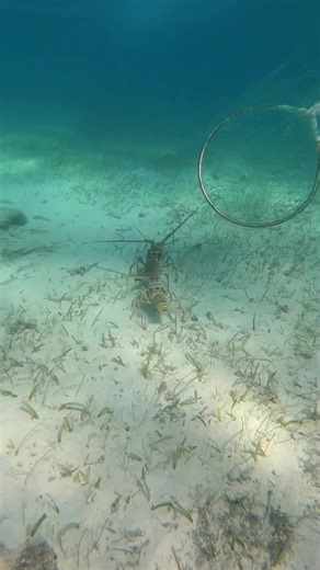 Exploring the Undersea World of Octopuses and Lobsters