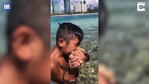 10-year-old boy in Hawaii 'humanely' kills octopus by biting it