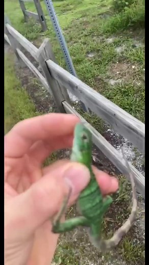 Exploring Florida's Fastest Invasive Lizards