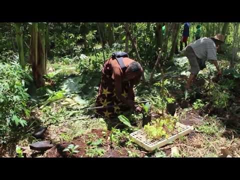 Planting and Mulching in a Syntropic Garden | Greenfox Organics | Ubuntu Learning Hub