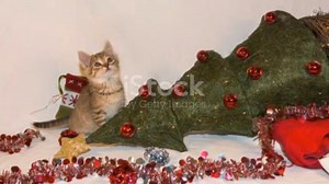 Cardonald cat and dog home - SSPCA RSPCA (England & Wales) Cats Protection Glasgow Branch Cats Protection Cat Protection PDSA Lyns Small Animal Rehoming Lyn's Small Animal Rehoming (LSA) | Bonnie Montrose